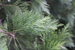 California Cedar