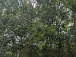 Acajou wood