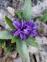Tuscan hyacinth