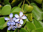 Guaiac Wood