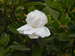 Japanese gardenia