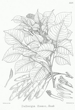 palisander tree