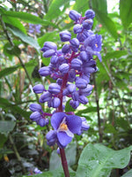 Blue Ginger