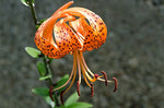 tiger lily accord