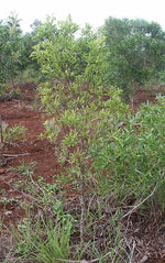 Caledonian Sandalwood