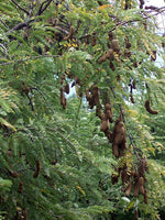 West Indian Tamarind Tree Leaves