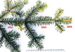 Fresh Evergreen