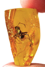 Red Amber