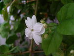 Jasmine Sambac