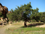 Argan