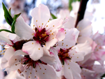 Lemon Blossom