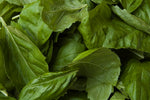 Basil Essence (Egypt)