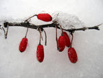 Berries