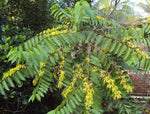 Madagascar Ylang-Ylang