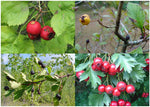 Hawthorn