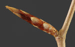 Black Currant Bud