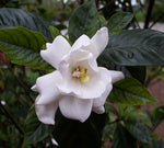 Black Gardenia
