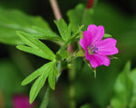 Bourbon Geranium