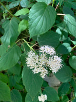 Hortensia