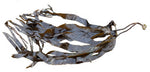 Laminaria