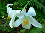 White Lily
