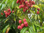 Red Litchi