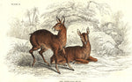 Cashmere Musk