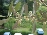 Olive Blossom