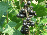 Blackcurrant Syrup