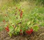 Red Currant