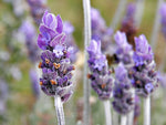 Wild Lavender