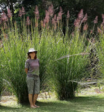 Madagascar Vetiver