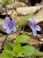 Violet Leaf