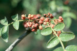 Pepperwood