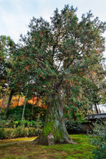 Hinoki Wood