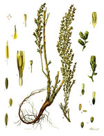 Artemisia