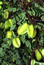 Carambola (Star Fruit)