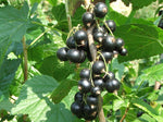Blackcurrant Bud