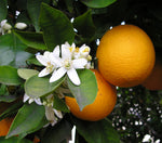 Citrus Fruits