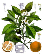 Orange Blossom