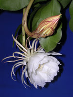 Night blooming Cereus