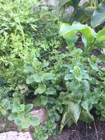 Herbal Notes