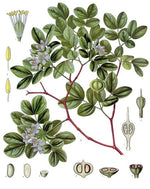 Gaiac wood