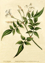 White Jasmine