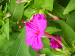 Mirabilis