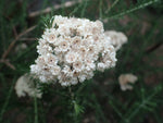 Rice Flower