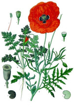 Himalayan Poppy