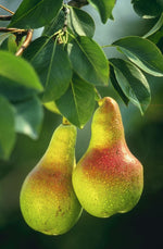 Pear Leaf