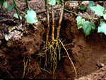 Angelica Root