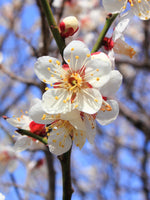 Plum Blossom